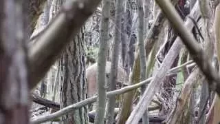 Sambar deer tries to catch out hunter, awesome footage!