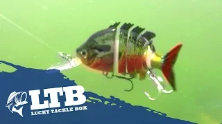 How to Fish the Spring for Bass with a jointed swimbait during all three stages of the Spawn