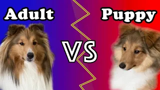 Sheltie Puppy vs Adult Sheltie