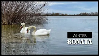 🦢 WINTER SONATA 🌄CRISPY PIANO MUSIC 🎹