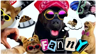 Смешные видео с КОШКАМИ и СОБАКАМИ Забавные коты 🤣 Fanny moments  CAT and  DOG 😂