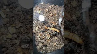 Living Mealworm VS Vampire Ants!