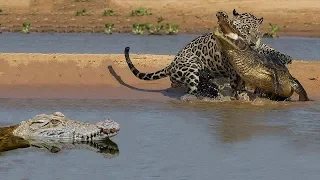 JAGUAR vs CROCODİLE | Most Amazing Wild Animal Attacks - Wild Animals Fights #15HD 2019