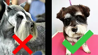 Schnauzer Groom In A Puppy Cut (Not Breed Standard Groom)