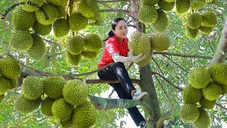 Harvest durian and goes to the market sell | Vietnamese Harvesting