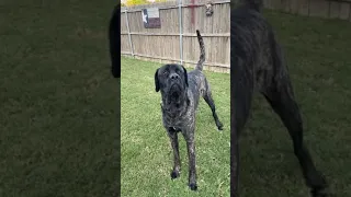 English Mastiff running around backyard