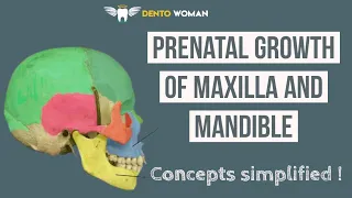 Prenatal growth : maxilla & mandible | development of palate