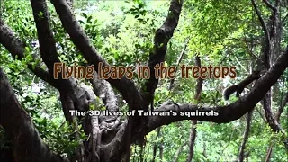 Flying Leaps in the Treetops - The 3D Lives of Taiwan's Squirrels (Short Version)