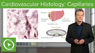 Cardiovascular Histology: Capillaries – Histology | Lecturio