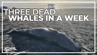 Three dead whales washed up on the Oregon coast within a week
