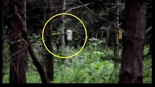 Сбежавшего телёнка нашли в лесу. Только посмотрите с кем он был. Трудно поверить