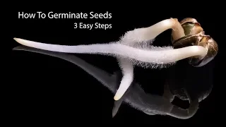 How To Germinate Seeds Fast | 3 Simple Steps