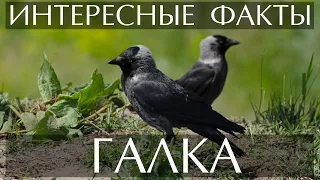 Галка - интересные факты