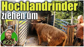 FarmVlog 224: Hochlandrinder verlassen Pullendorf | Der Hauer fährt in den Urlaub