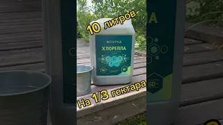 Цветёт пруд! Хлорелла поможет?