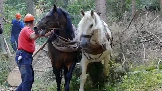 Konjima još uvijek izvlače trupce iz šume