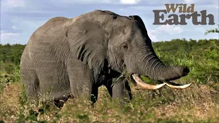 WildEarth - Sunset Safari - 20 April 2020