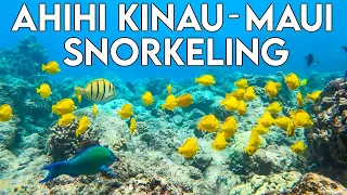 Ahihi Kinau Nature Reserve | Maui Snorkeling Spots HAWAII | Best places to snorkel | Reef Shark!