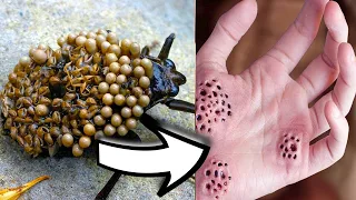 15 Most Dangerous Bugs and Insects