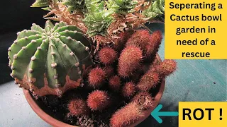 Separating a Cactus Bowl Garden in need of a Rescue #cactus #cacti #cactusandsucculents