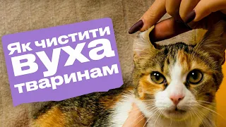 Як чистити вуха котам та собакам?