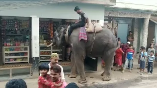 Elephant show in the street.রাস্তায় হাতির মাধ্যমে চাঁদাবাজি