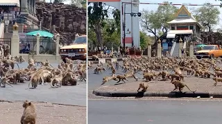 Сотни голодных обезьян подрались в Таиланде