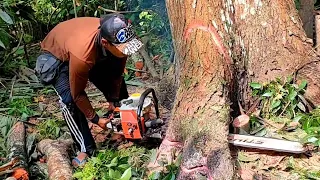 Dutch mahogany tree, Stihl ms070