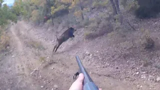 Yine adrenalin dolu ,bol köpek sesli Omak yaban domuzu avımız / Wildboar hunting in Turkey