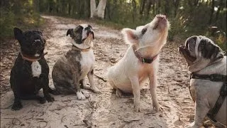 Adorable House Pig Acts Just Like Her Dog Siblings