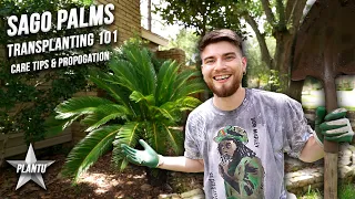 How to Grow Sago Palms! Transplanting Update, Care Tips, Propagation & Tutorial! Cycas revoluta