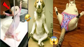 Funny 🤣 Animals Video / 57 Funny  Cats And Dogs Video 😂😺