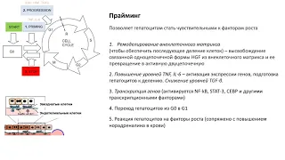 Фунтова Ю. C. - Физиология и современная медицина. Цикл научных докладов - Лекция 3