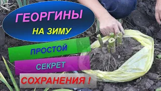 ГЕОРГИНЫ НА ЗИМУ | ПРОСТОЙ СПОСОБ СОХРАНЕНИЯ