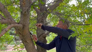 Tree Pruning: Lower Branch Removal