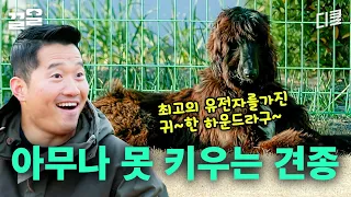 아프간하운드 첫 만남 썰 푼다ㄷㄷ 아무나 못 키우는 견종이라고 하는 이유! 선택받은 반려인? | 고독한훈련사