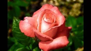 Вдыхая розы аромат