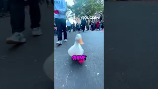 This duck got famous after running the Marathon ❤️ (@seducktive via TT)