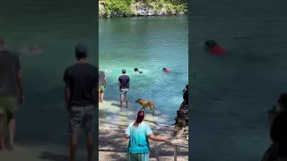 Специальное озеро для купания собак в Майами! Озеро с чистейшей водой для отдыха ваших пёселей..