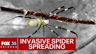 Joro spiders: Large, non-native spider from East Asian spreading fast across United States