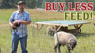 Feed more animals AND Healthier Pasture!?! (Start Multi-Species Rotational Grazing)