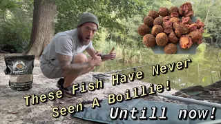 THESE FISH HAVE NEVER SEEN A BOILLIE! @Parkerbaits