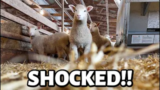 I am SHOCKED! | hitting a BIG MILESTONE with my sheep flock, loud lambs & mean mamas. | Vlog 768