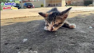 Mom, Wait Me in Heaven! Poor Kitten Tearfully Counts Last Moments of His Life