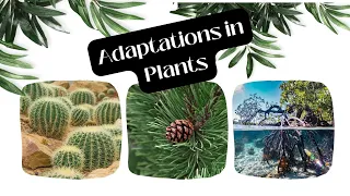Adaptations in Plants | Class 4 Science