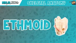 Ethmoid Bone Anatomy