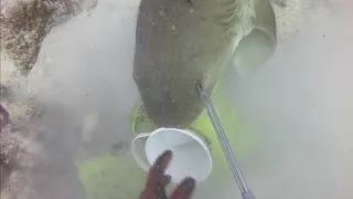 Nurse shark eats lionfish