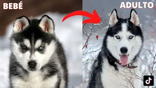 TRANSFORMACIÓN ANIMAL: CUANDO SON CACHORROS VS CUANDO CRECEN #1