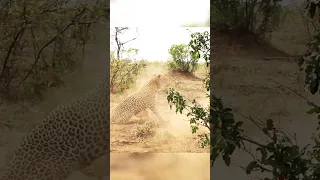 Leopard's Stealthy Hunt: Patient Stalk and Warthog Ambush in Kruger Park 🐆🌿 #shorts