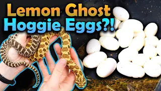 This Hognose Snake Laid a HUGE Clutch of Eggs!